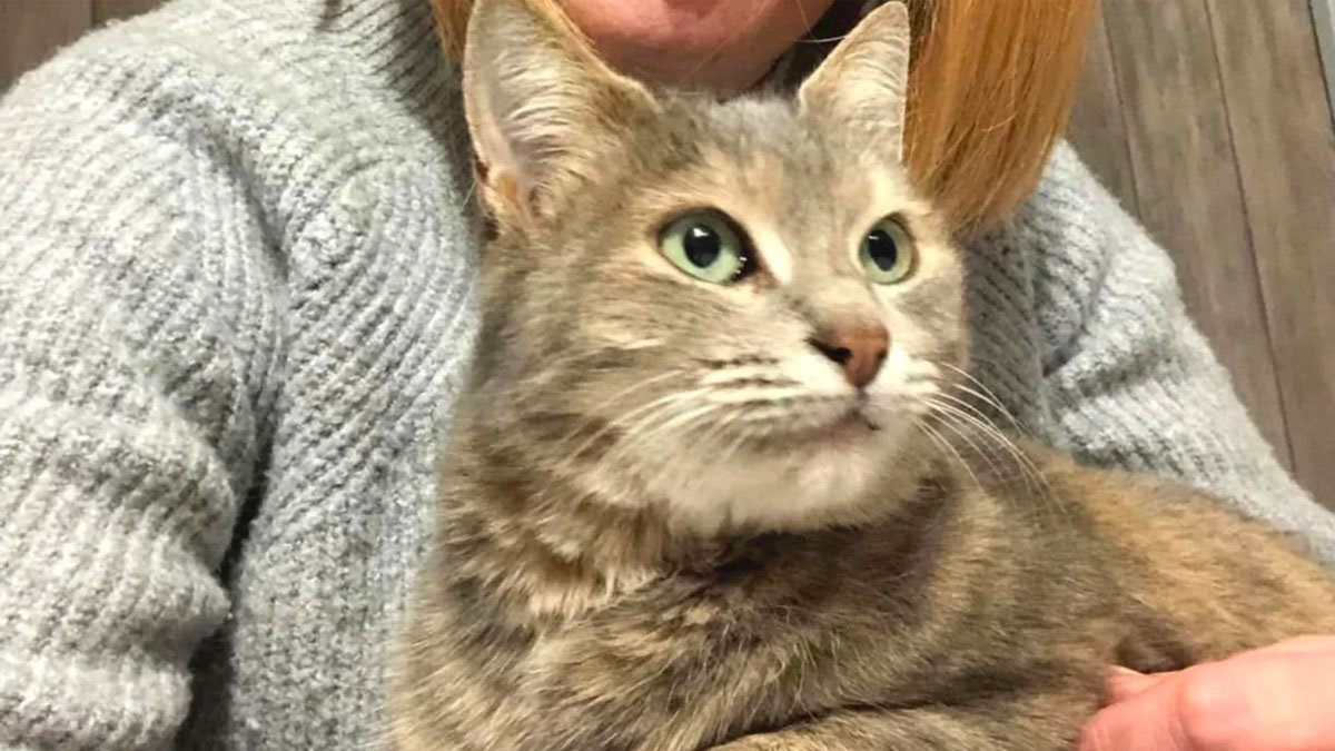 Cocci, el gatito francés que se perdió durante 13 meses, por seguir su instinto y volver a su antigua casa