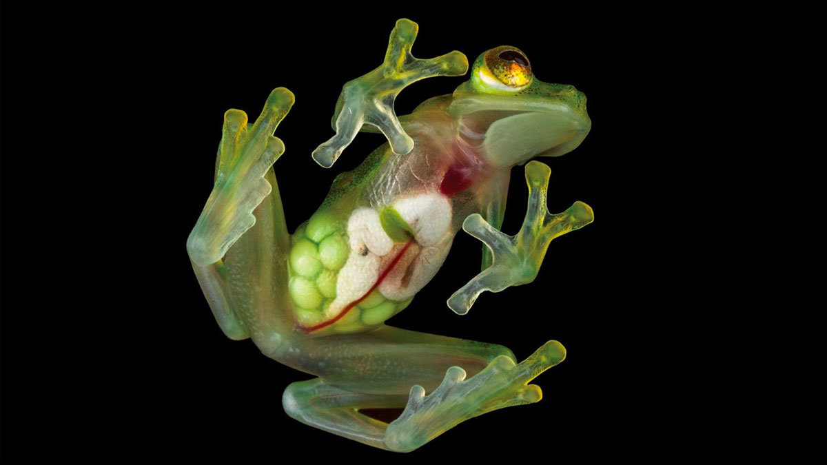 Un estudio descubre las aplicaciones médicas que podría tener la rana de cristal, o rana transparente