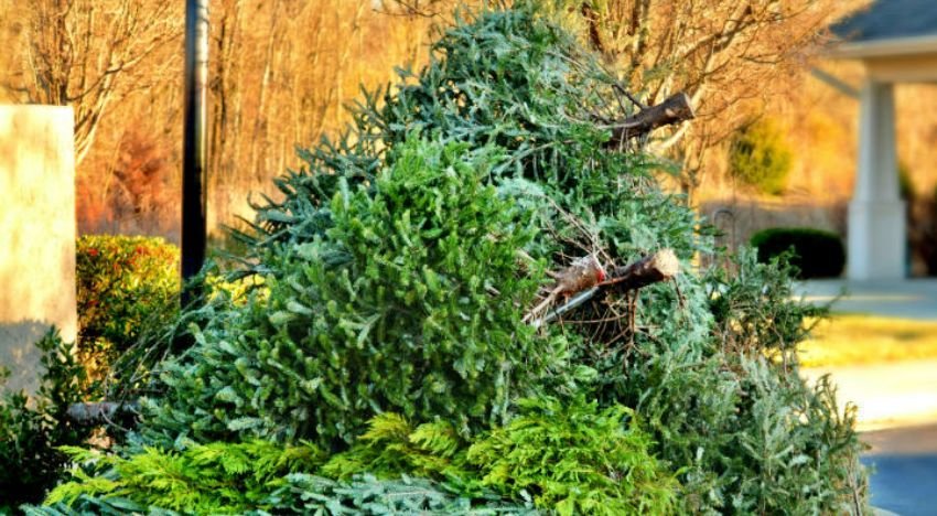 Cómo deshacerse del árbol de Navidad | foto: IStock/ MargaretW