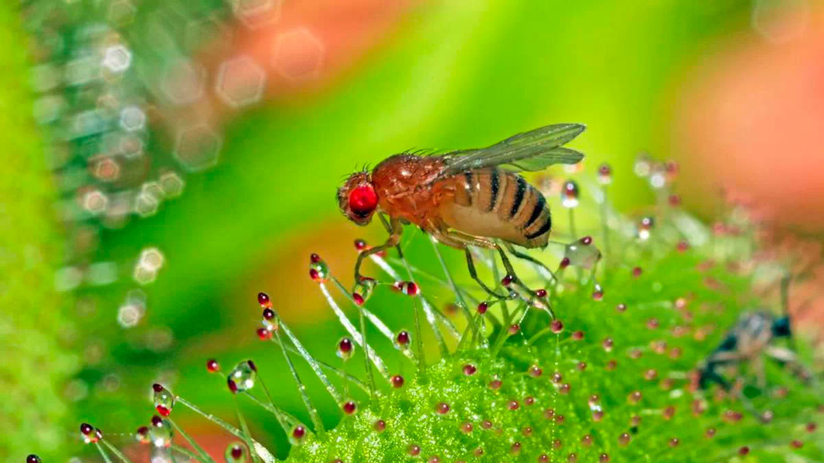 Científicos descubren un sexto sabor: el alcalino, gracias a la mosca de la fruta