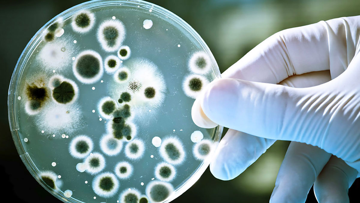 Preocupación por el aumento de casos de contagio del hongo Cándida Auris en Estados Unidos