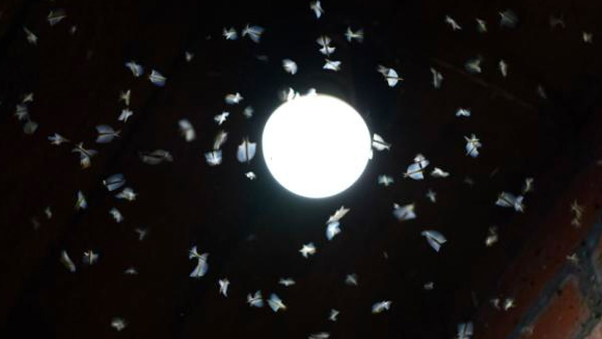 Los insectos alados se ven atraídos por naturaleza hacia la luz