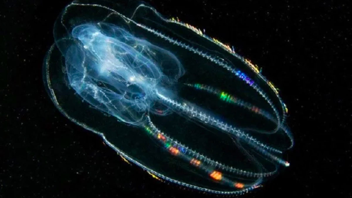 Un nuevo estudio científico revela que las medusas peine fueron los primeros animales de los cuales ramificaron al resto de seres vivos