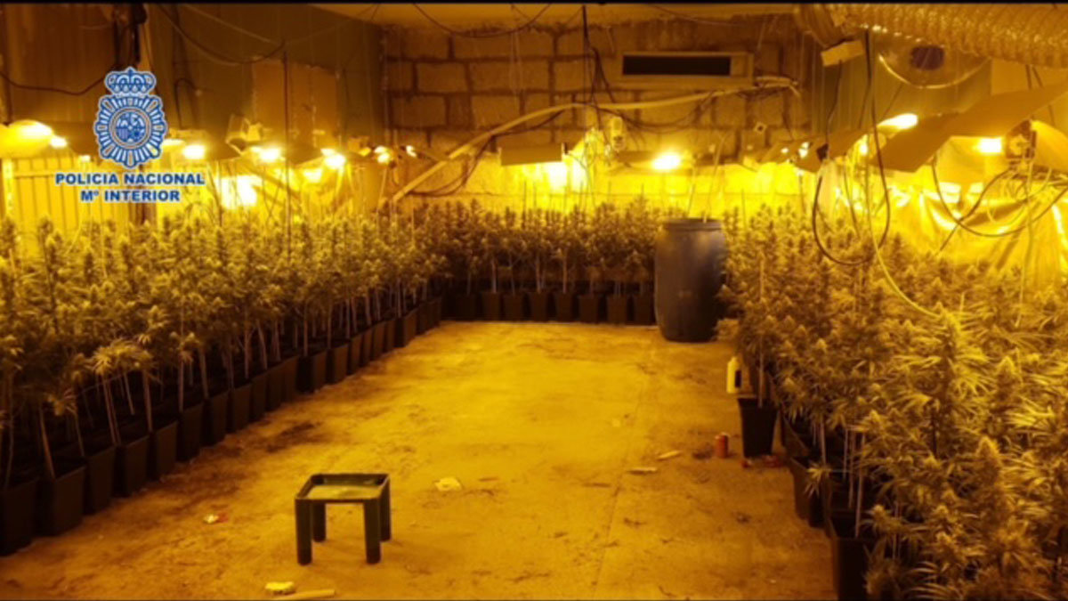 Los detenidos contaban con una vivienda donde cultivaban plantas de Cannabis | cr: Policía Nacional