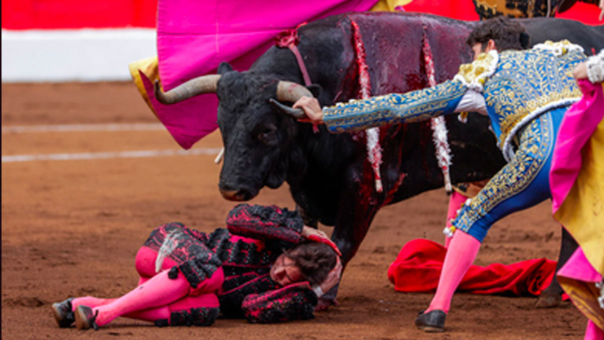 El torero Cayetano Rivera se lanzó a por el toro para salvar a su compañero Roca Rey tras haber sido cogido por el toro
