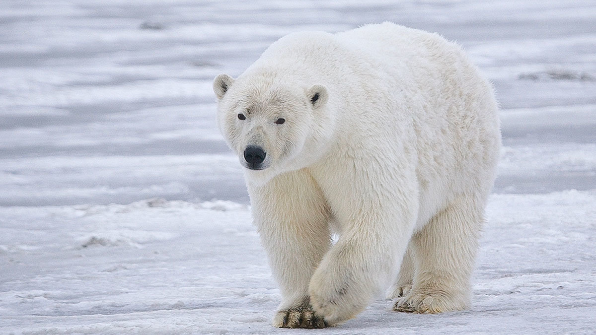 Muere por primera vez un oso polar por culpa de la epidemia de Gripe A que azota el mundo