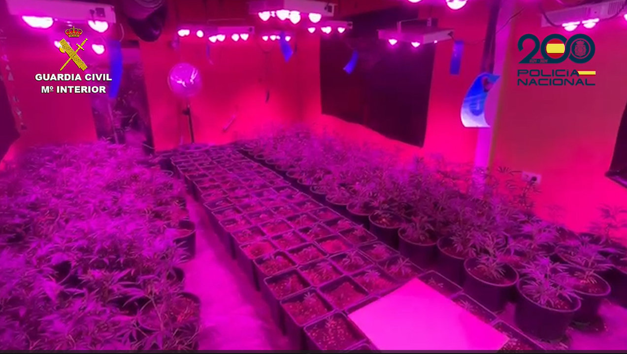 Una de las plantaciones indoor de marihuana desmantelada por la operación policial