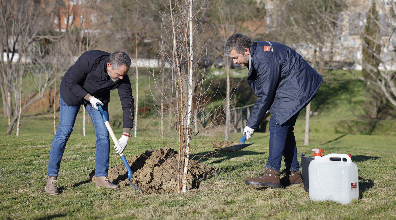 Momento de la plantación de árboles en Móstoles con el consejero García Martín y el alcalde de Móstoles
