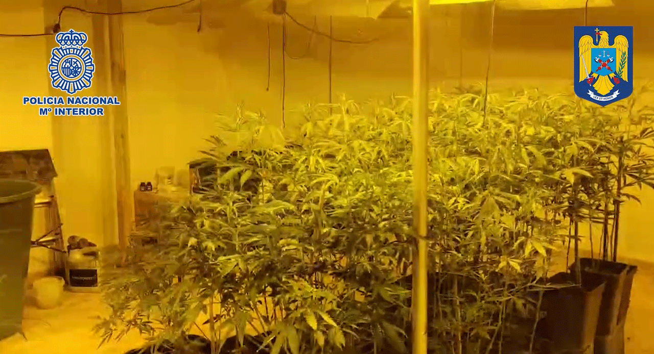 plantacion-marihuana