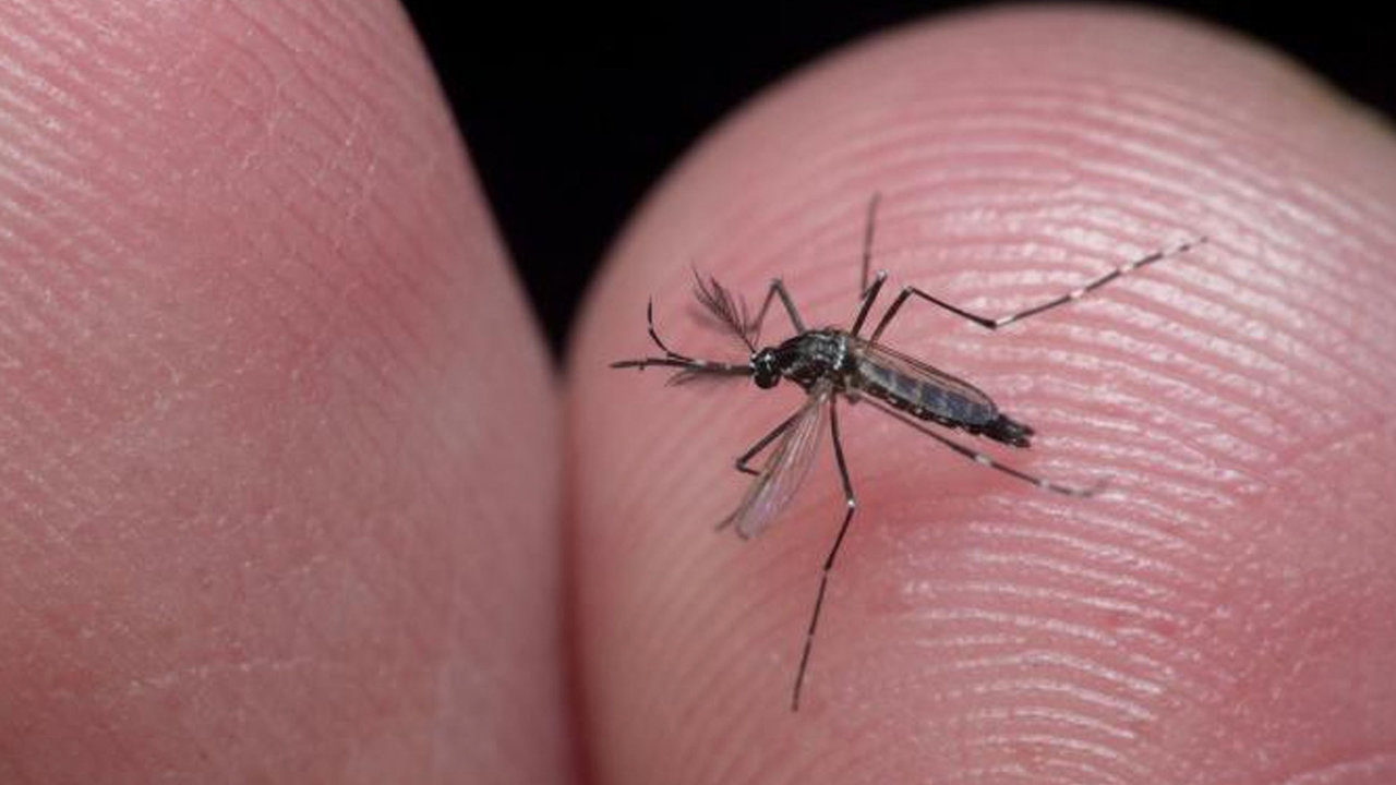 Brasil utilizará a los propios mosquitos transmisores como freno a la epidemia