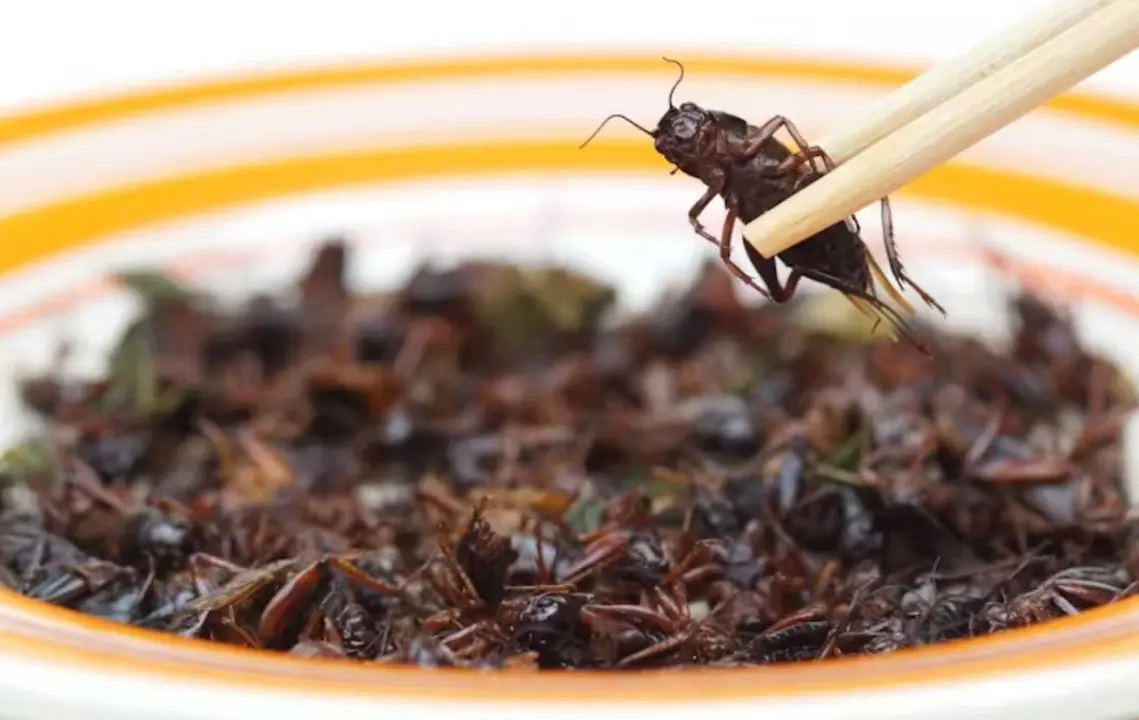 El grillo dom&eacute;stico es uno de los cuatro insectos aprobados para su consumo en la UE. / wk1003mike/Shutterstock