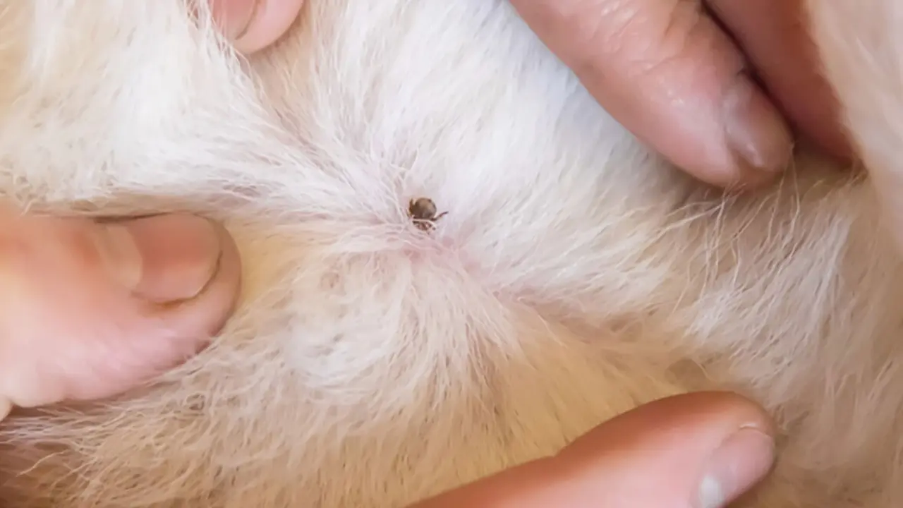 Las garrapatas son peligrosas para animales y humanos | Shutterstock