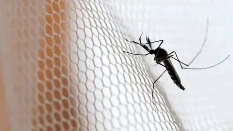 Los mosquitos pueden provocar un cambio de ecosistema | Archivo