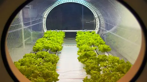 China consigue cultivar plantas en la Luna