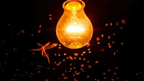Los insectos se ven atra&iacute;dos por la luz artificial de noche