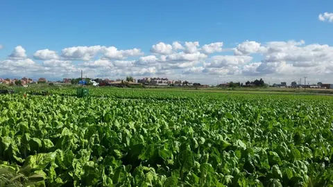 Imagen del Parque Agrario de Fuenlabrada