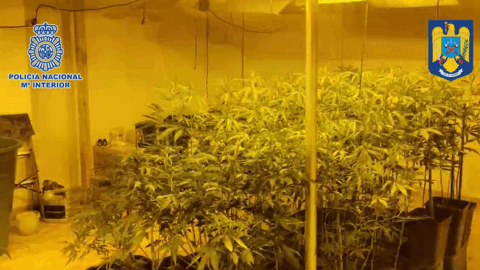 plantacion-marihuana