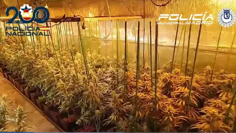 Imagen de la plantaci&oacute;n de marihuana desmantelada.