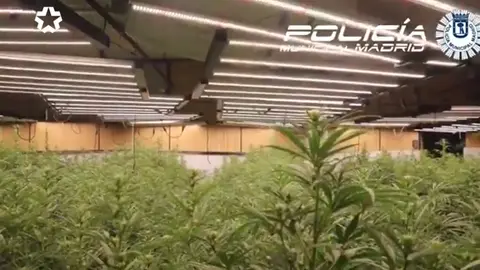 Imagen de la plantaci&oacute;n desmantelada en Carabanchel