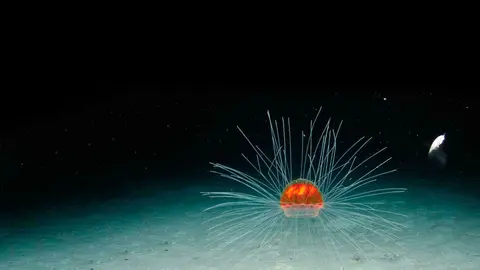 Cient&iacute;ficos encuentran ox&iacute;geno en el fondo del mar