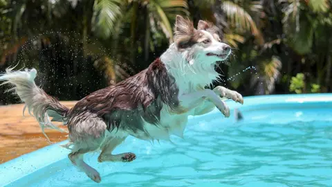 'Al Agua Perros' es un d&iacute;a que organiza Parla para que los animales de compa&ntilde;&iacute;a puedan disfrutar del agua en verano