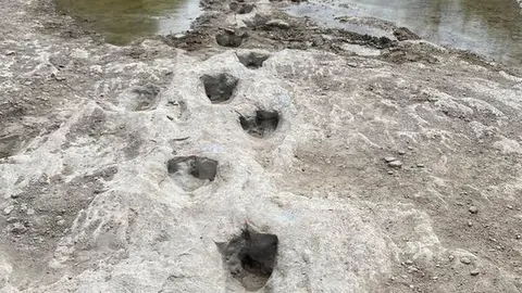 Hallan huellas de dinosaurio en Brasil que conectan con Camer&uacute;n