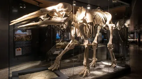 Uno de los f&oacute;siles expuestos en el Museo Arqueol&oacute;gico y Paleontol&oacute;gico de Madrid | Imagen: Comunidad de Madrid