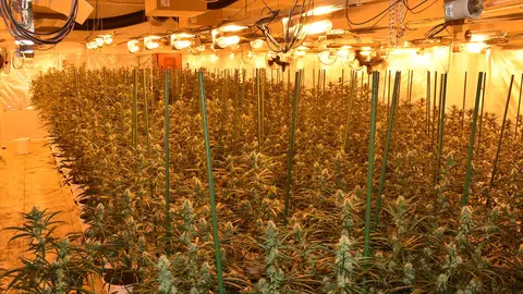 Una plantaci&oacute;n ilegal de marihuana indoor requiere much&iacute;sima energ&iacute;a, as&iacute; que se considera un delito de defraudaci&oacute;n de fluido el&eacute;ctrico | ICAL