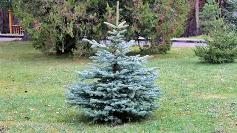 C&oacute;mo desacernos del abeto navide&ntilde;o | Imagen: depositphotos.com