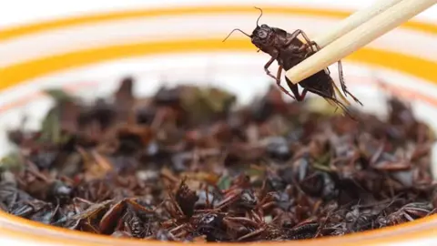 El grillo dom&eacute;stico es uno de los cuatro insectos aprobados para su consumo en la UE. / wk1003mike/Shutterstock