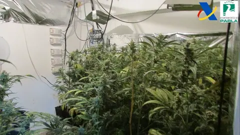 El consumo de marihuana y cannabis altera la salud cardiovascular | Archivo
