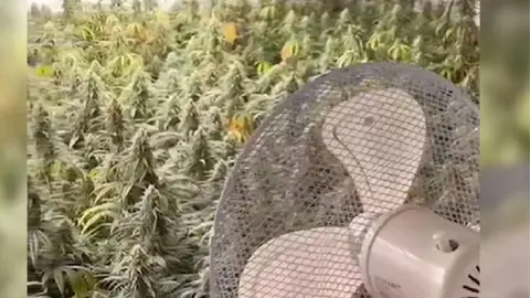 Detectaron la plantaci&oacute;n por el fuerte olor en todo el edificio | Polic&iacute;a Nacional