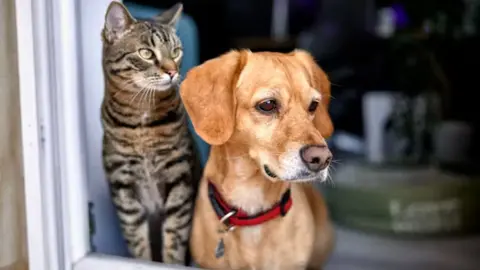 El n&uacute;mero de mascotas en Espa&ntilde;a se duplica en los &uacute;ltimos a&ntilde;os