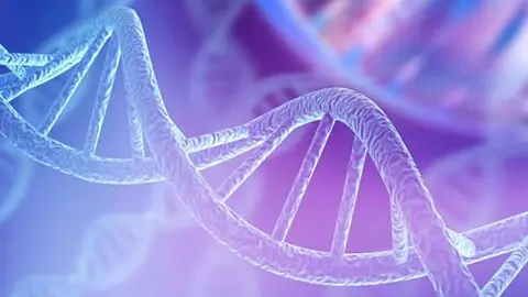 La creaci&oacute;n de un ADN "sin fallos" podr&iacute;a ser el futuro de la medicina actual | Archivo
