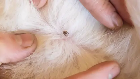Las garrapatas son peligrosas para animales y humanos | Shutterstock