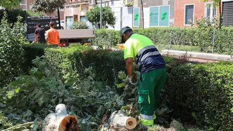 Comienza la poda de invierno | Ayto. de Fuenlabrada