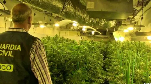 Archivo: La Uco desmantela una plantaci&oacute;n de marihuana | Guardia Civil
