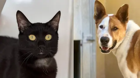 Flut (izq.) y Marley (der.) son dos de los animales del refugio | Ayto. de Fuenlabrada